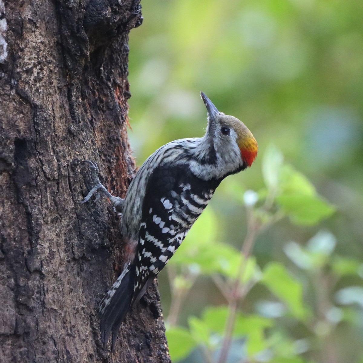 Brown-fronted Woodpecker - ML647510272