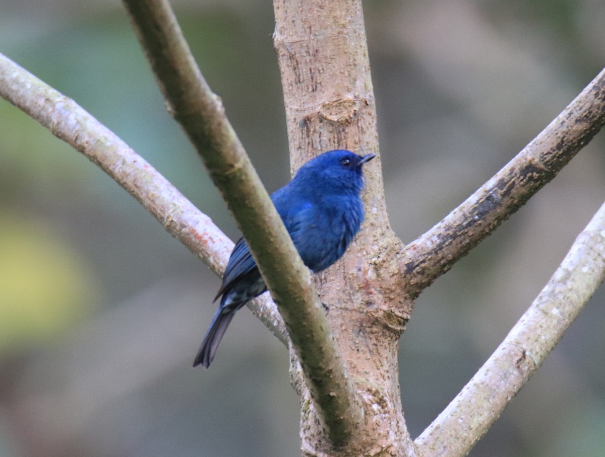 Nilgiri Flycatcher - ML647510277