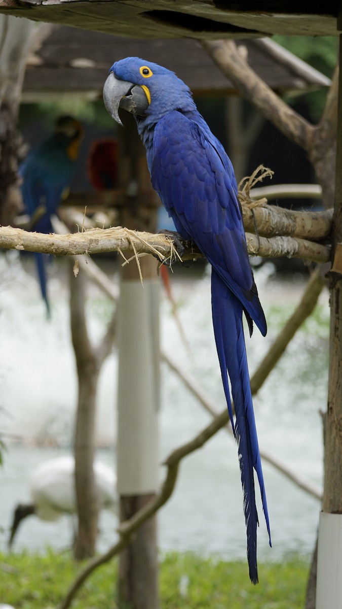 Hyacinth Macaw - ML647510278