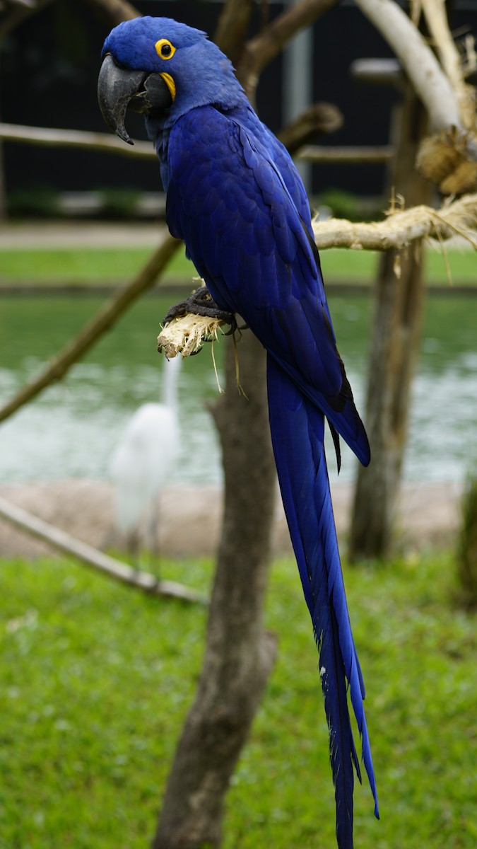 Hyacinth Macaw - ML647510279
