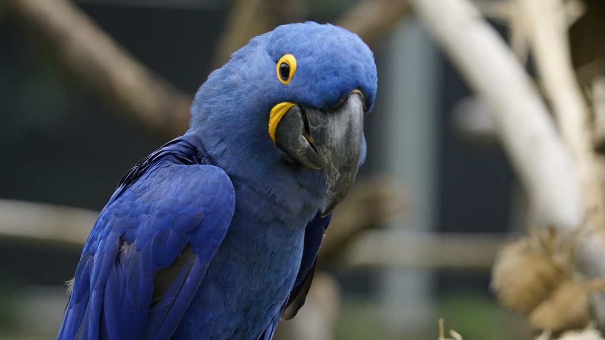 Hyacinth Macaw - ML647510280