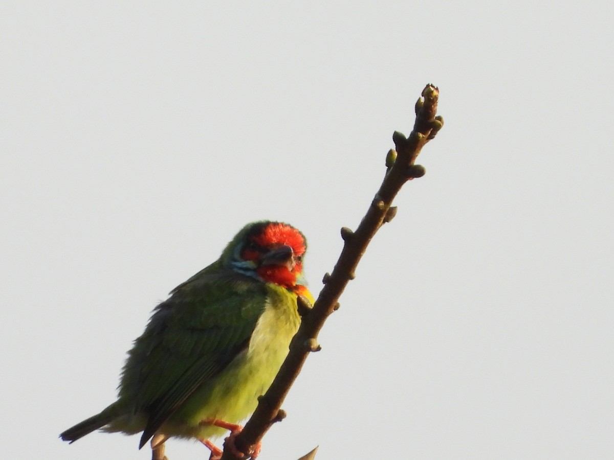 Malabar Barbet - ML647510281