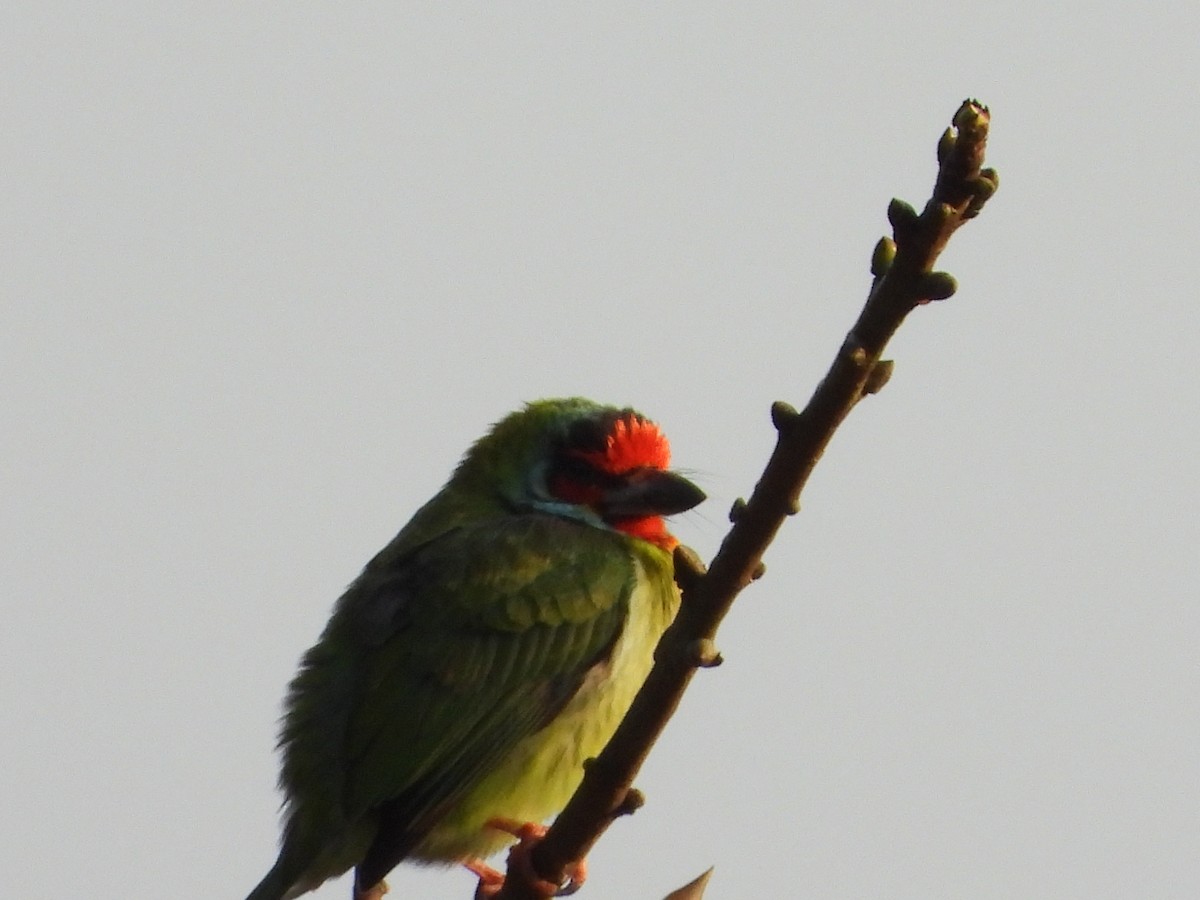Malabar Barbet - ML647510282