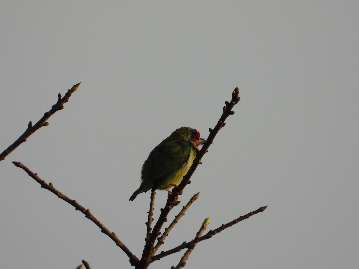 Malabar Barbet - ML647510283