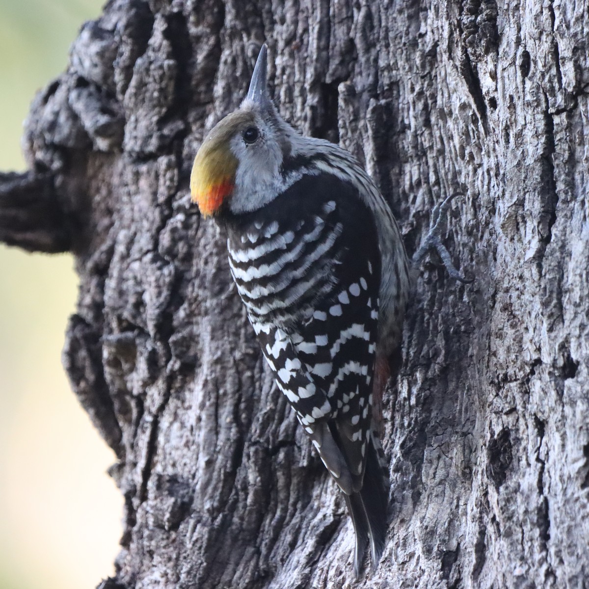 Brown-fronted Woodpecker - ML647510284