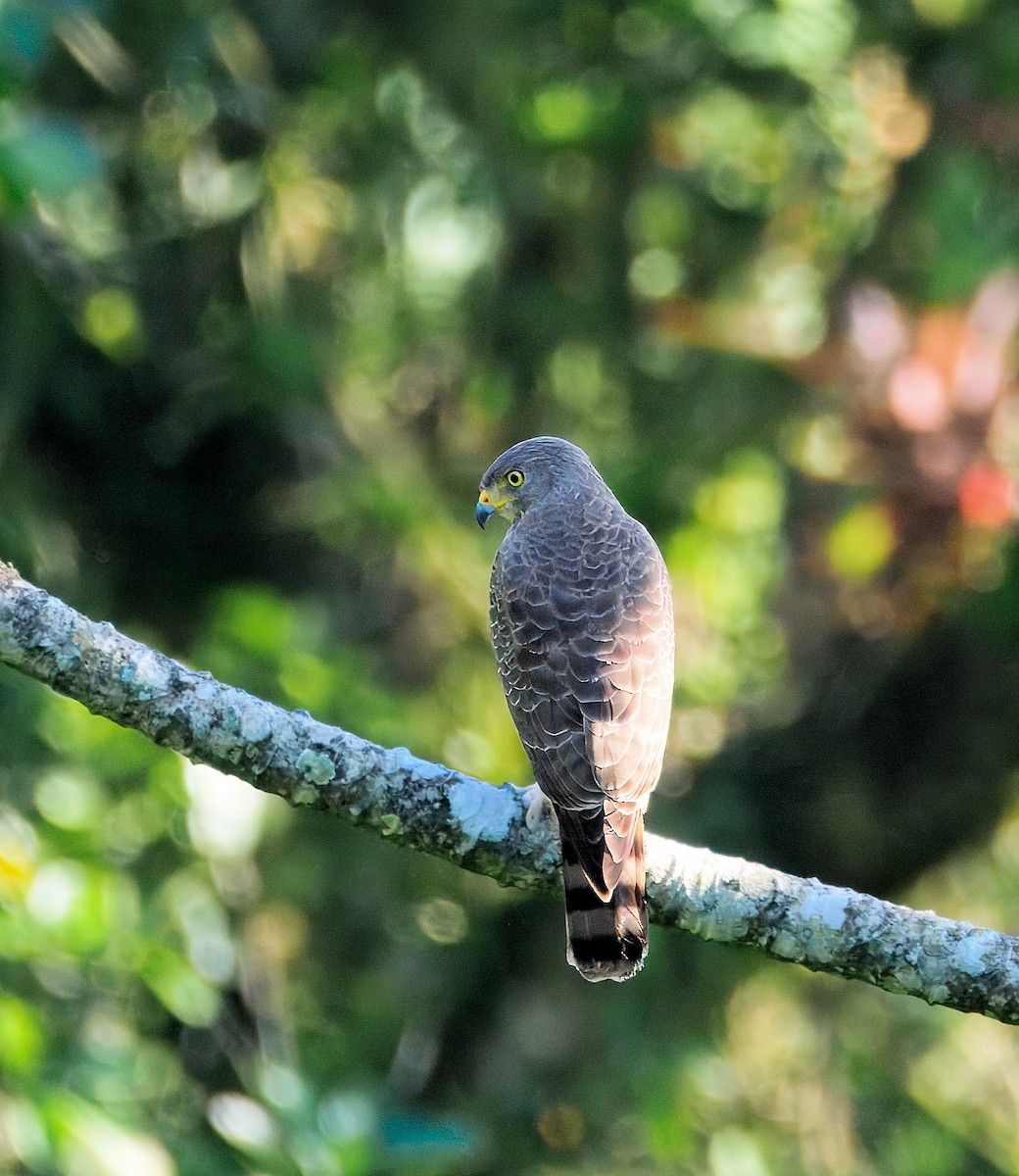 Roadside Hawk - ML647510285