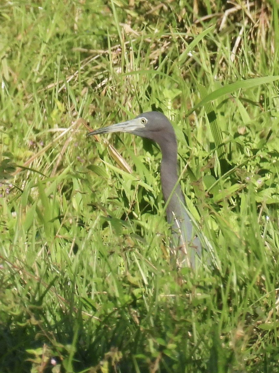 לבנית כחולה קטנה - ML647510286