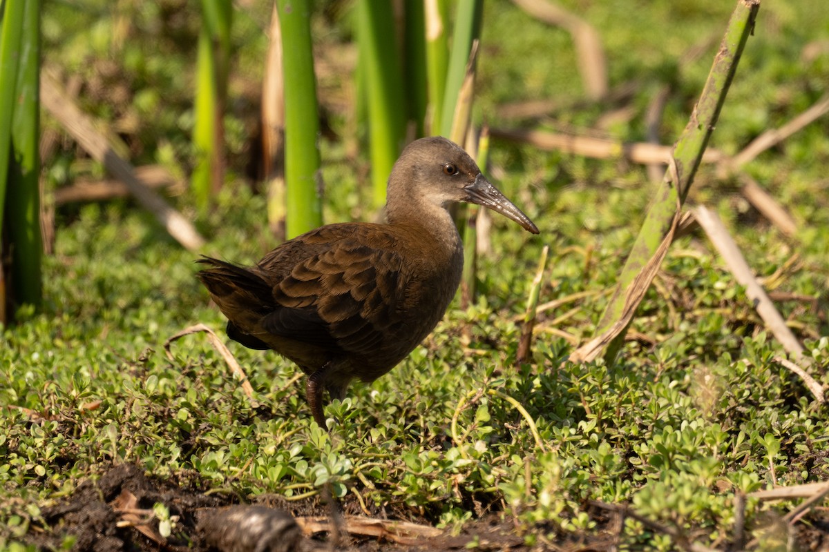 Plumbeous Rail - ML647510287