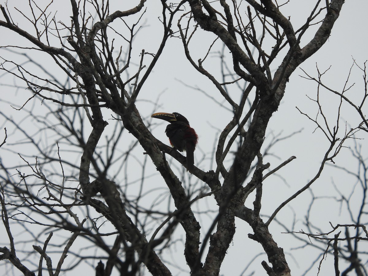 Chestnut-eared Aracari - ML647510289
