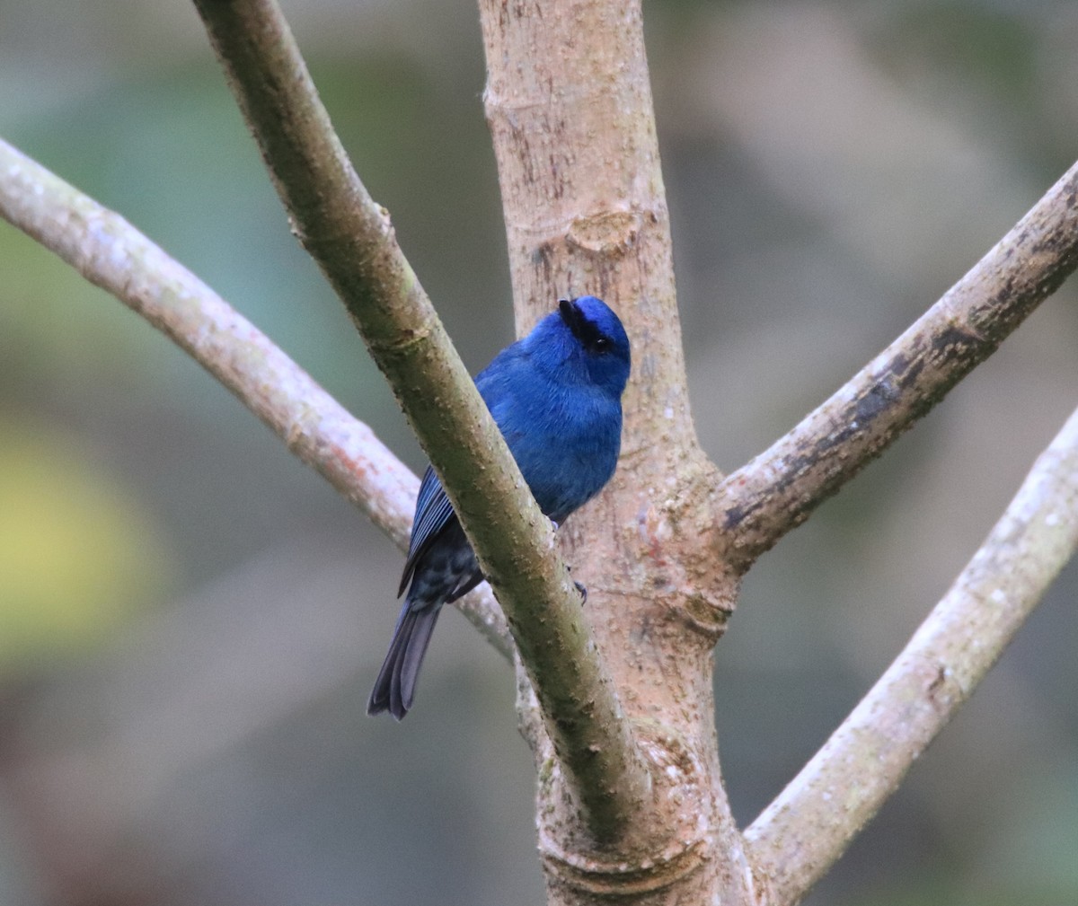 Nilgiri Flycatcher - ML647510290