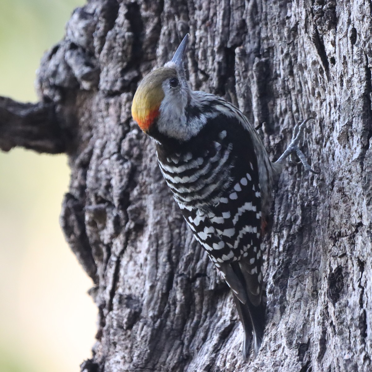 Brown-fronted Woodpecker - ML647510292