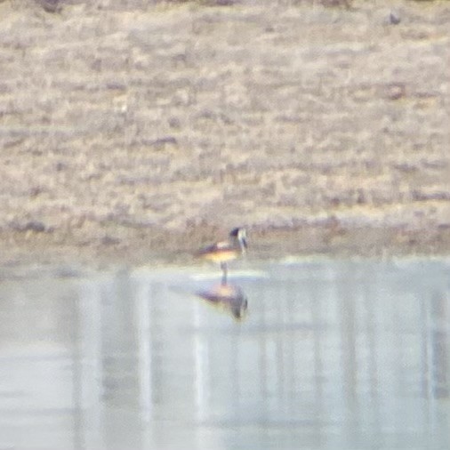 נחליאלי לבן - ML647510293