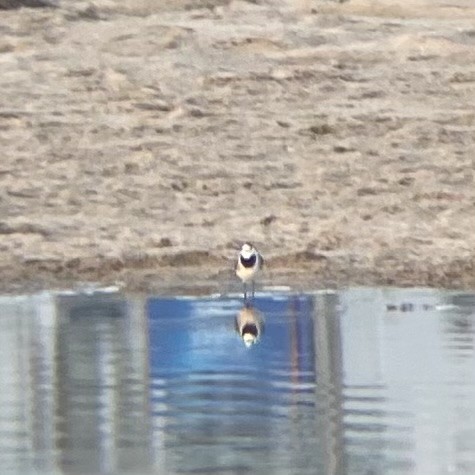 נחליאלי לבן - ML647510294