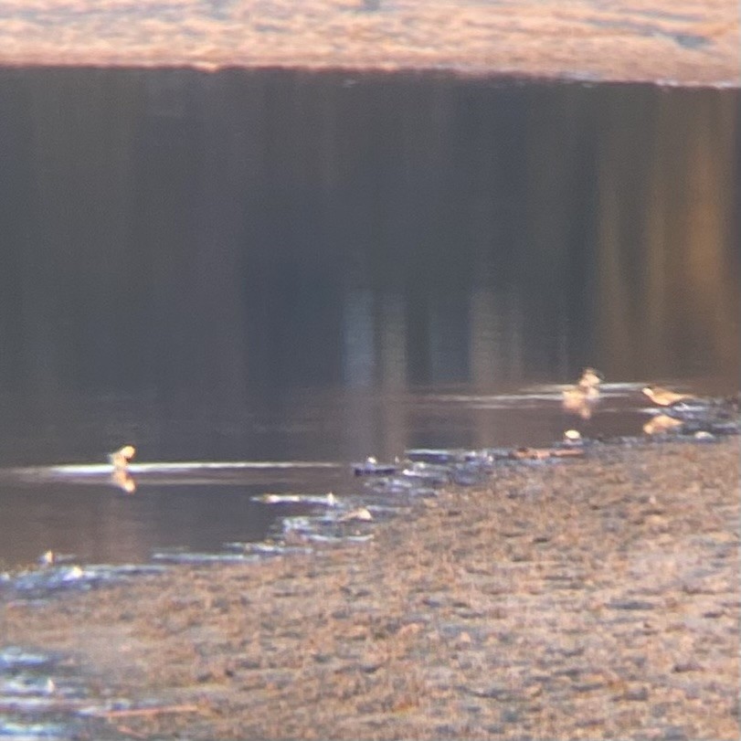 נחליאלי לבן - ML647510295