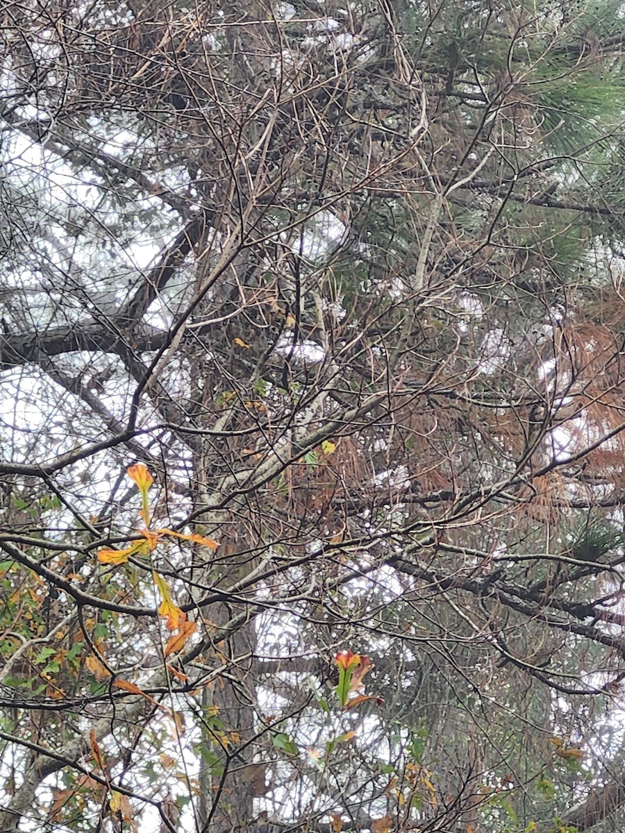 קרדינל צפוני - ML647510296