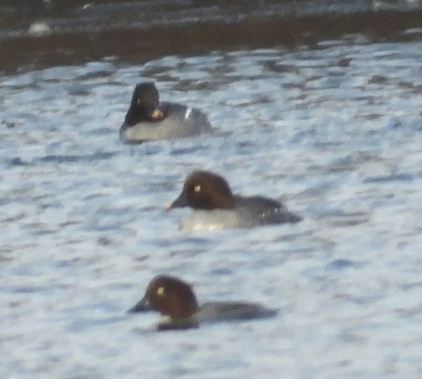 עבראש ירוק - ML647510297