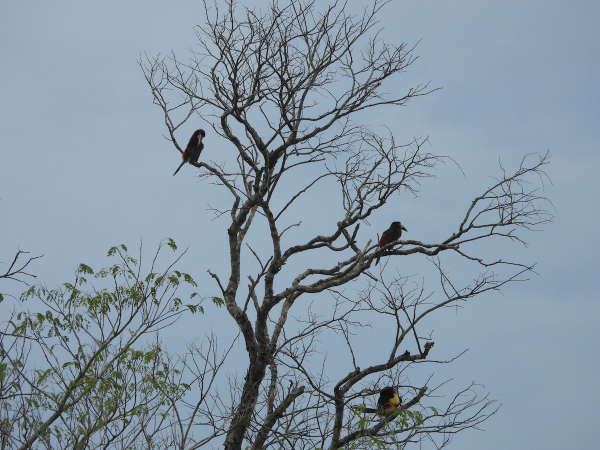 Chestnut-eared Aracari - ML647510298