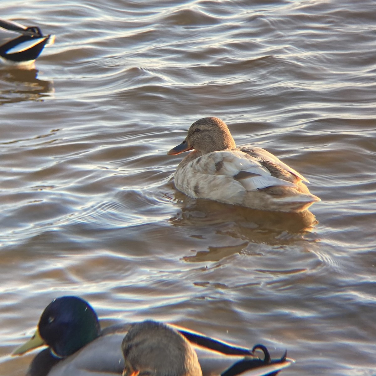 ברכיה - ML647510299