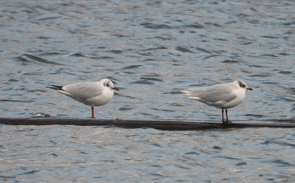 שחף שחור-ראש - ML647510301