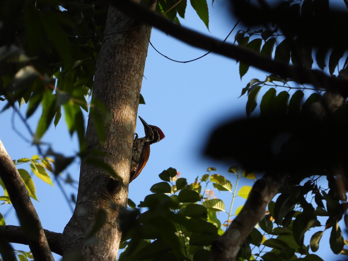 Malabar Flameback - ML647510306