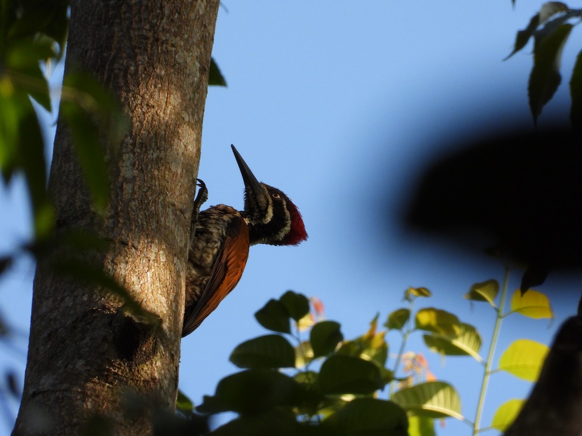 Malabar Flameback - ML647510307
