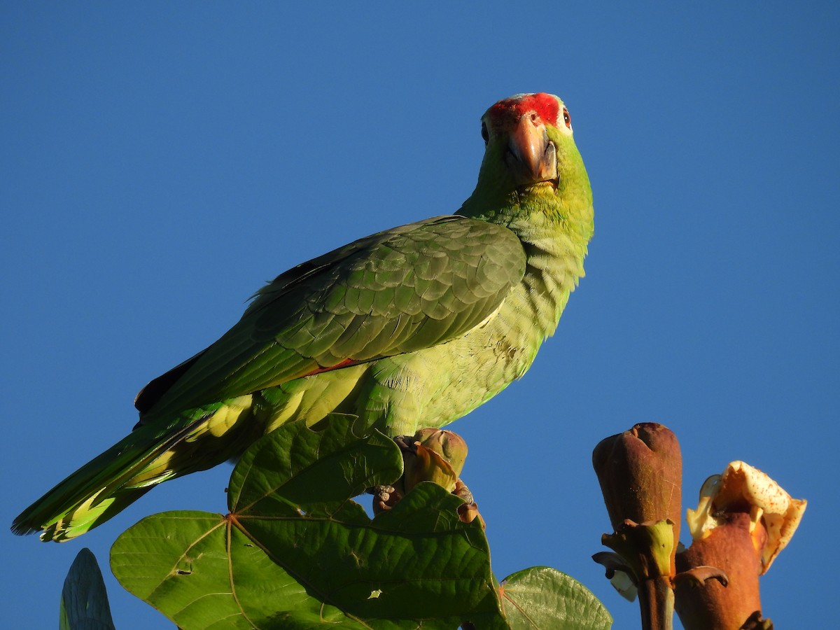 Red-lored Amazon - ML647510327