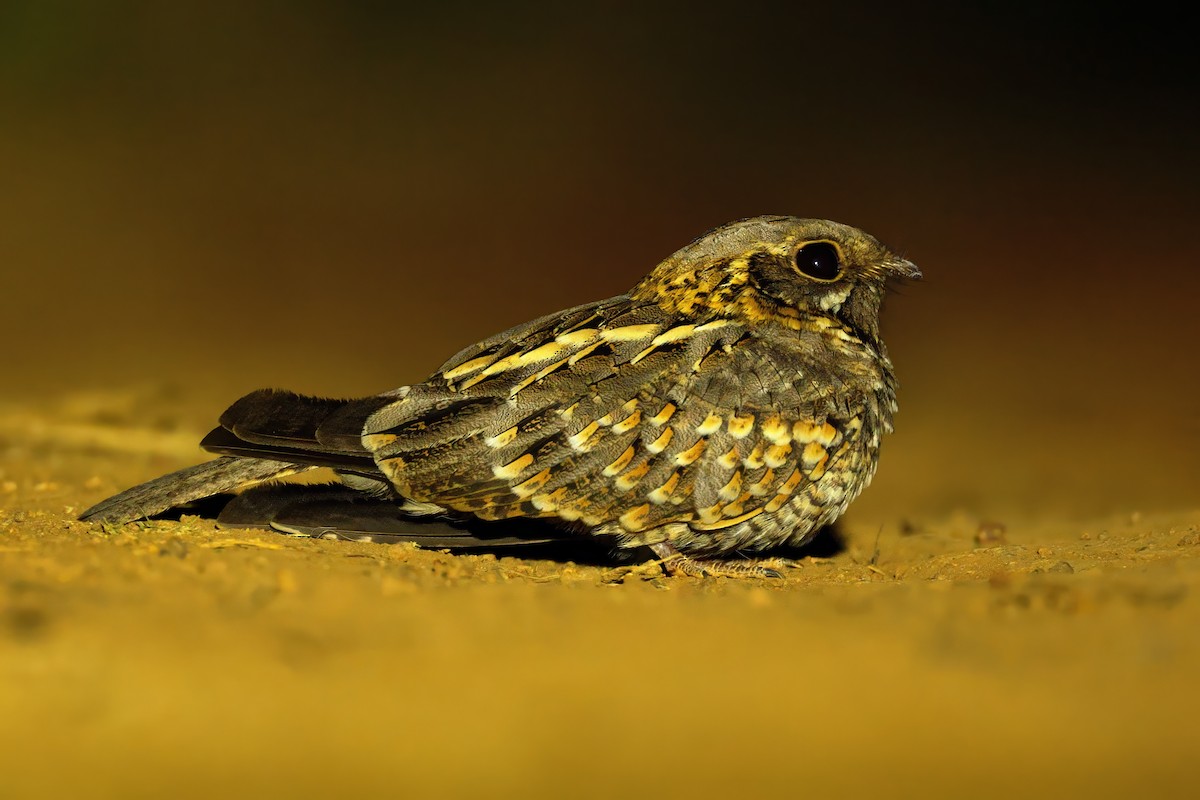 Asian Koel - ML647510331