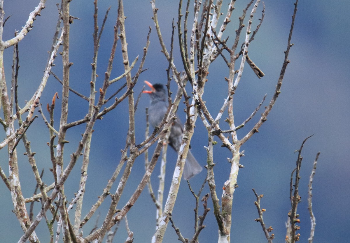 Square-tailed Bulbul - ML647510334