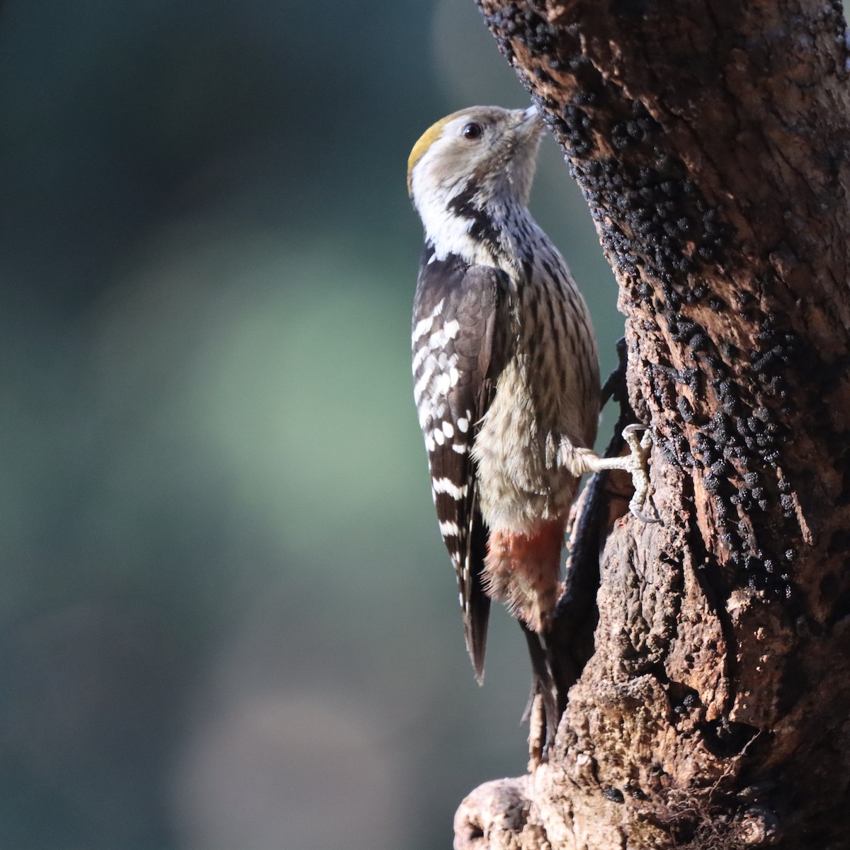 Brown-fronted Woodpecker - ML647510335