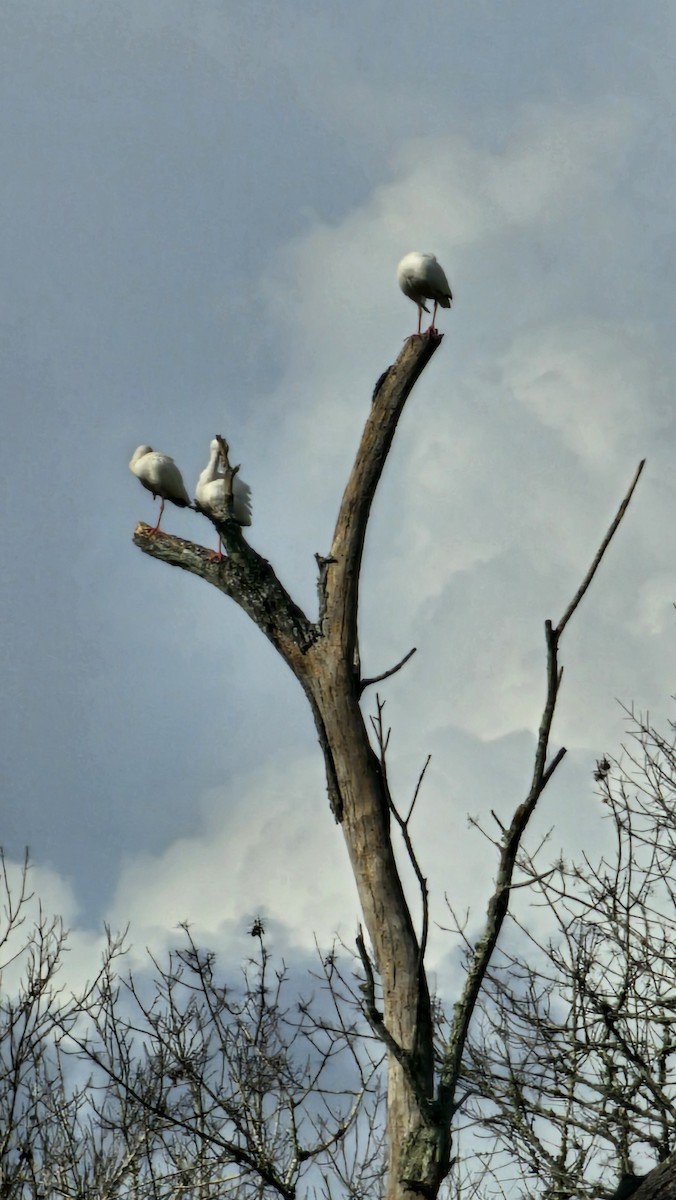 White Ibis - ML647510336