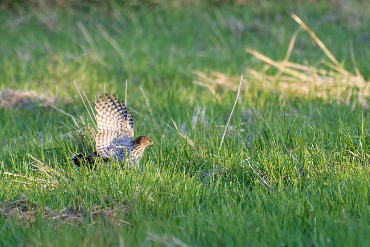 Cooper's Hawk - ML647510337