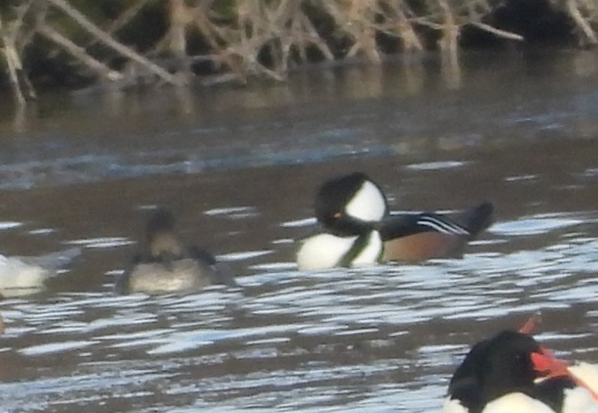 Hooded Merganser - ML647510338