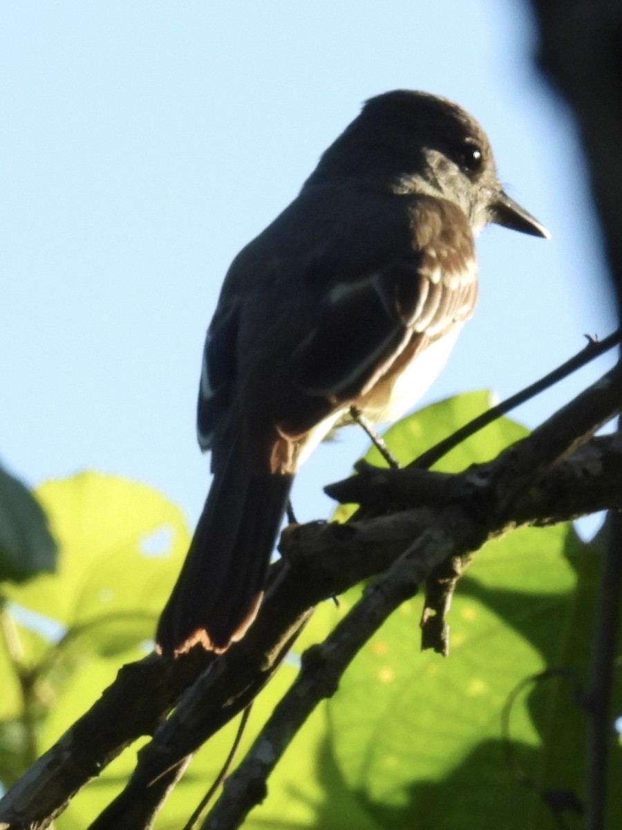 Great Crested Flycatcher - ML647510339