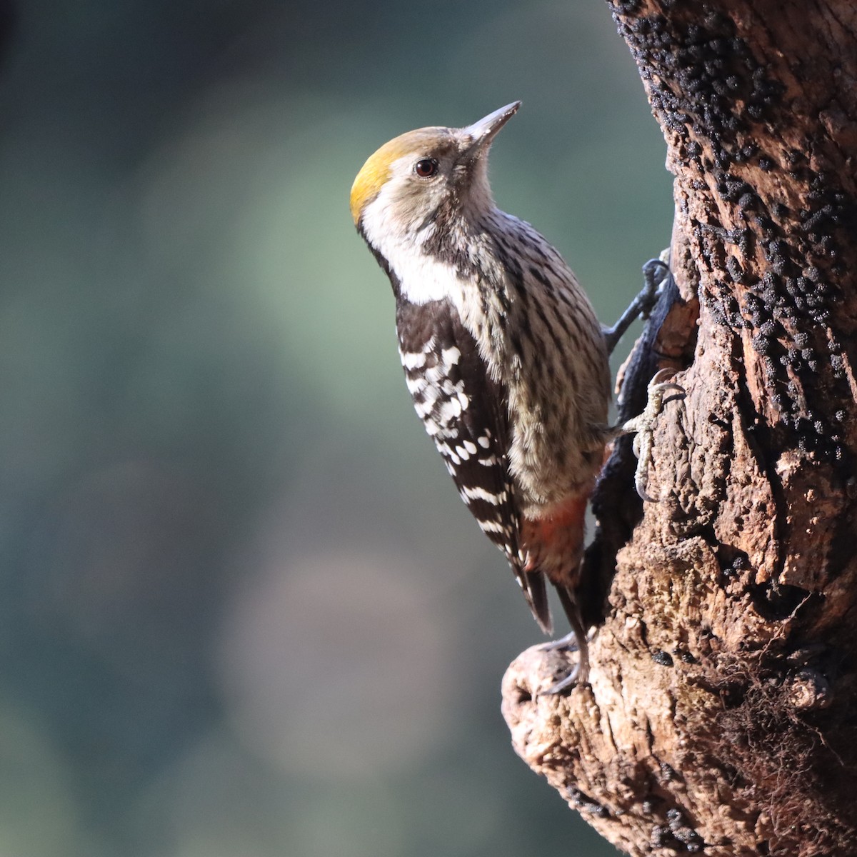 Brown-fronted Woodpecker - ML647510340