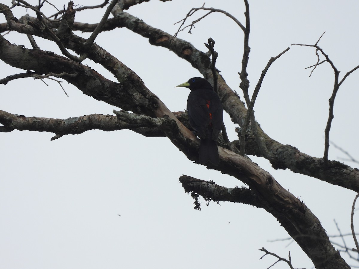 Red-rumped Cacique - ML647510341