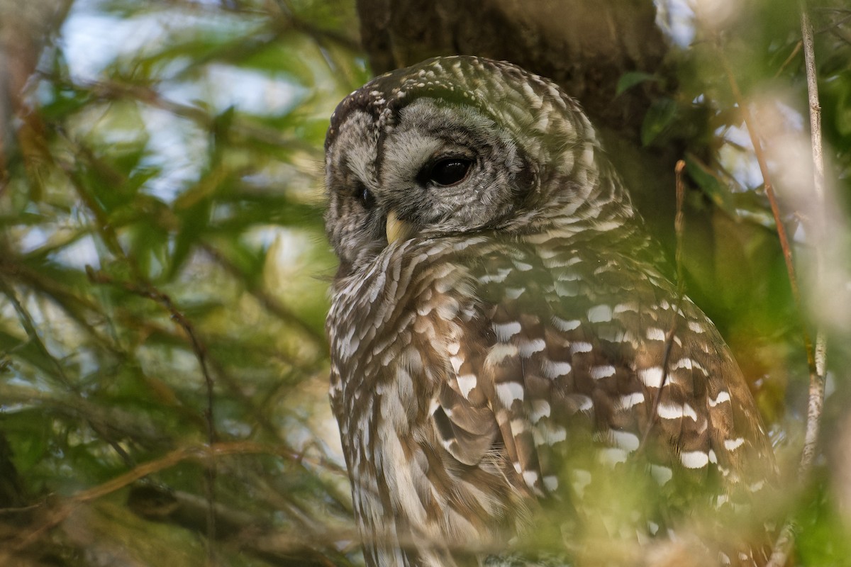 Barred Owl - ML647510343
