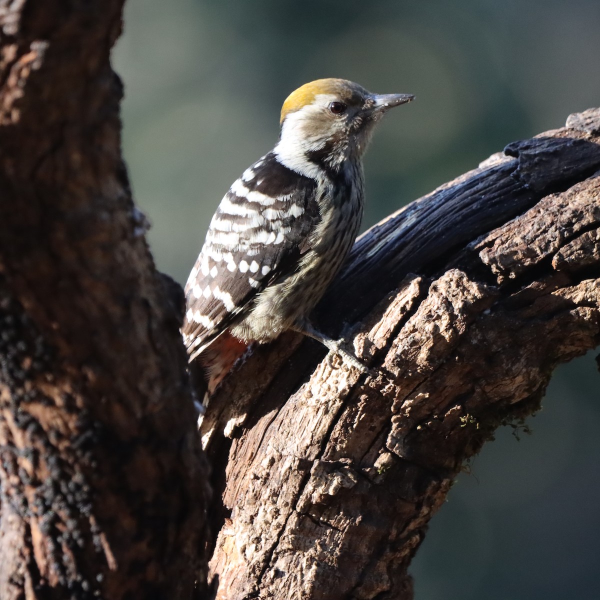 Brown-fronted Woodpecker - ML647510344