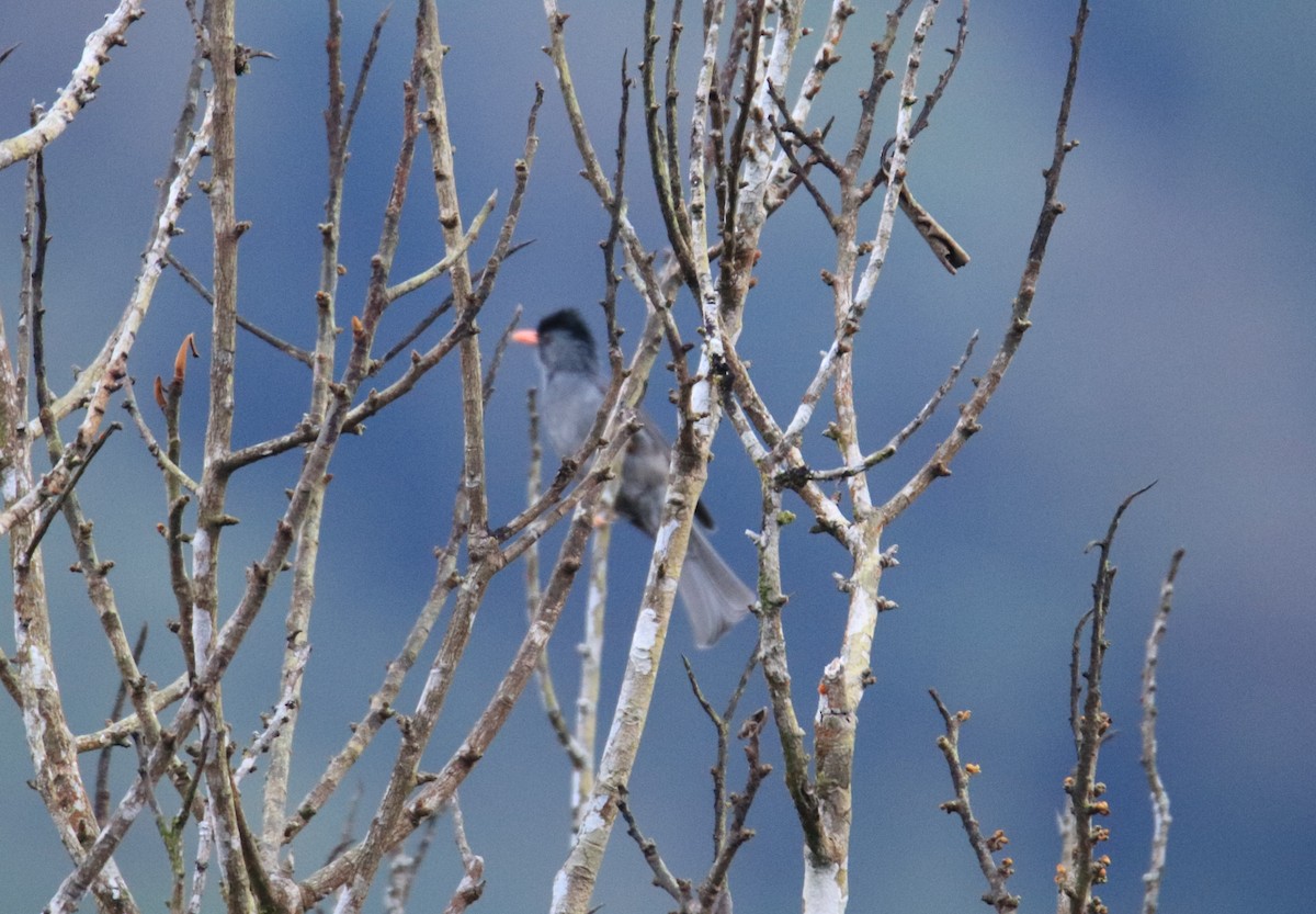 Square-tailed Bulbul - ML647510346