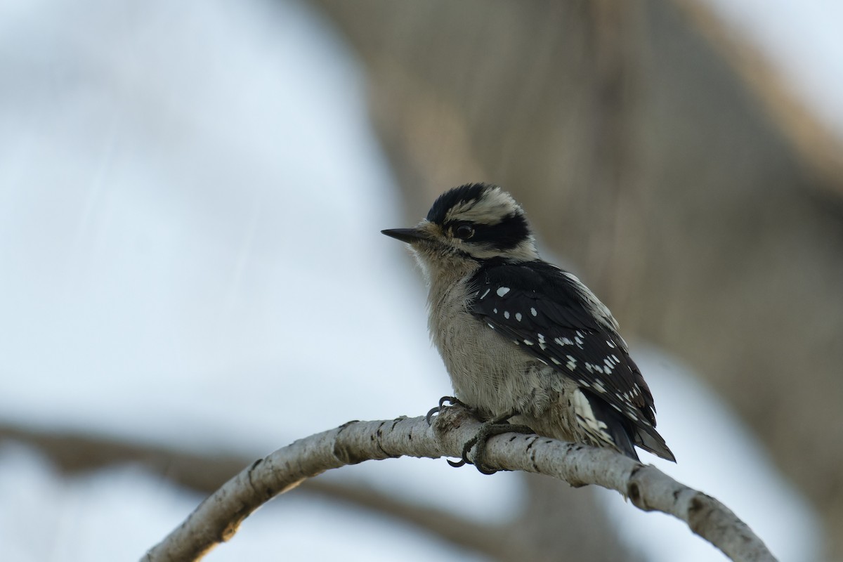 Downy Woodpecker - ML647510347