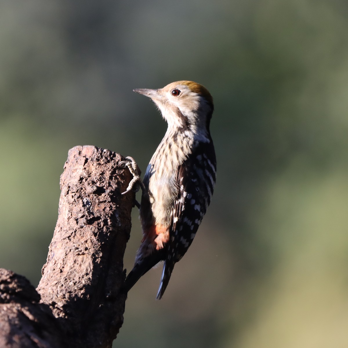 Brown-fronted Woodpecker - ML647510348