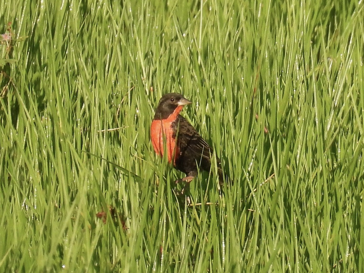 Red-breasted Meadowlark - ML647510352