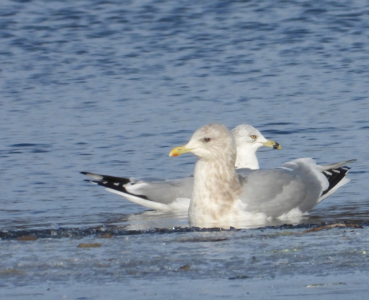 Ring-billed Gull - ML647510353