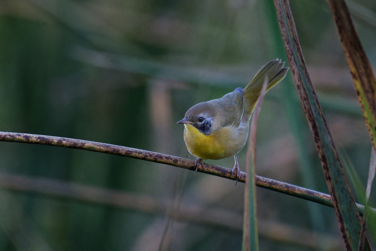 Common Yellowthroat - ML647510355