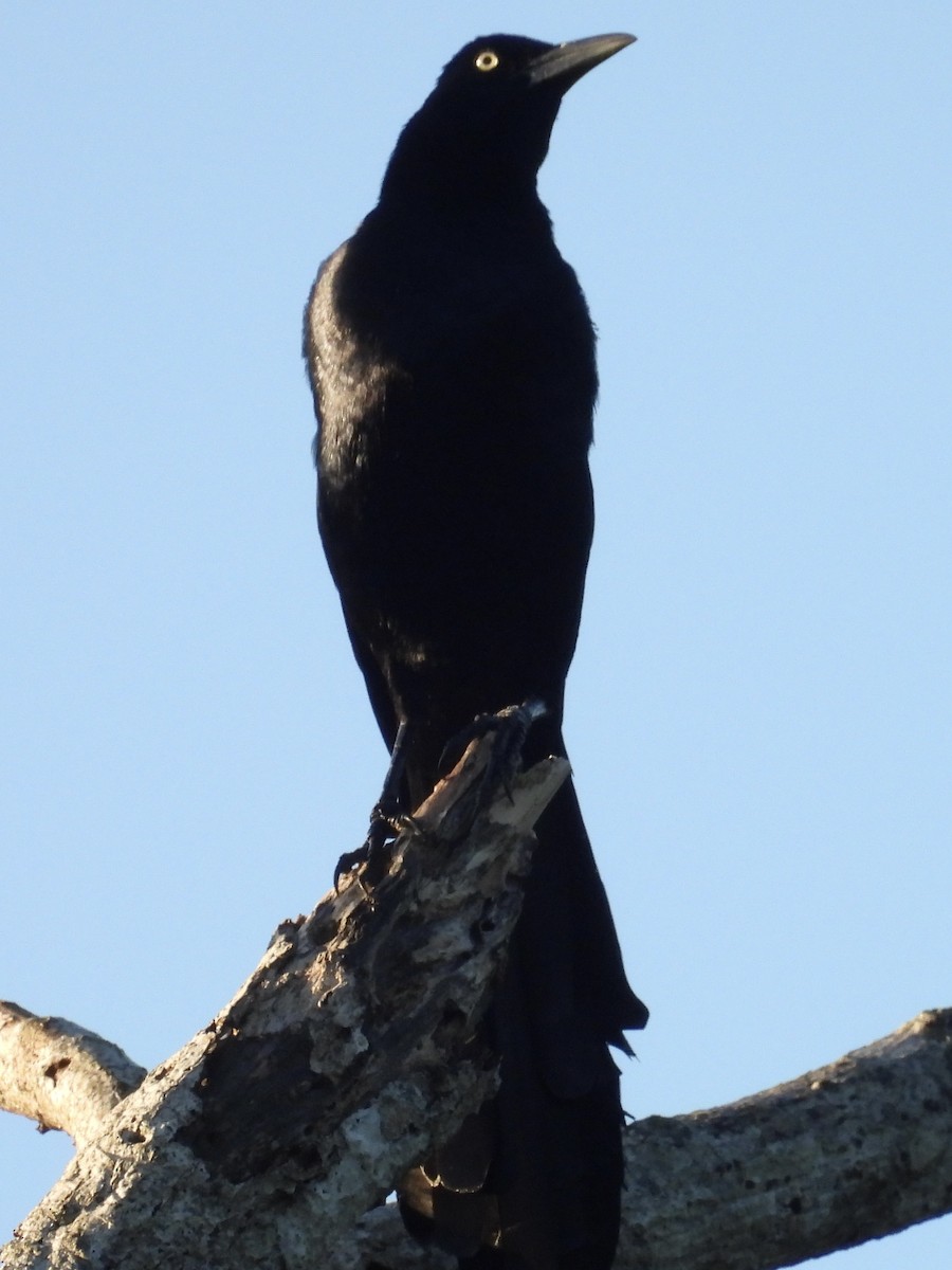 Great-tailed Grackle - ML647510359