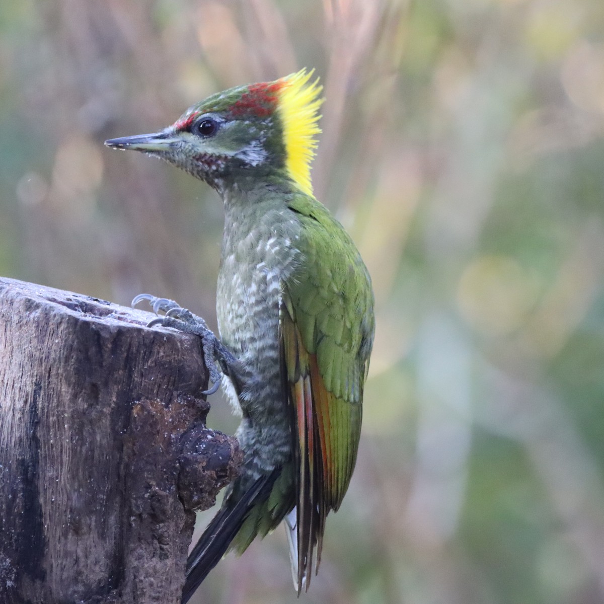 Lesser Yellownape - ML647510360