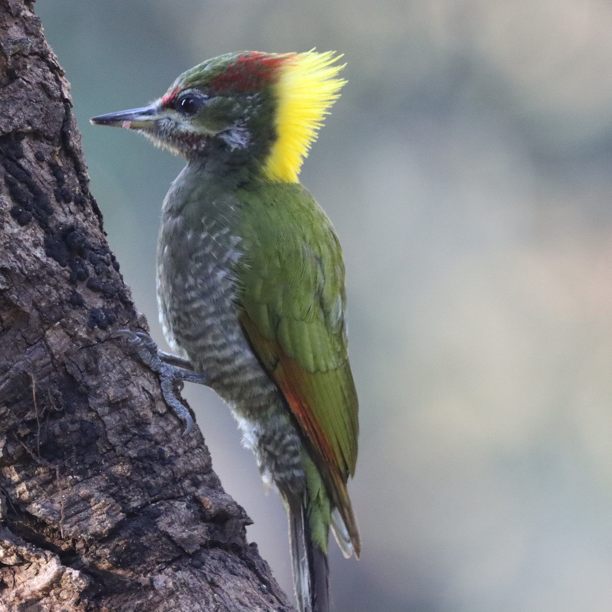 Lesser Yellownape - ML647510361