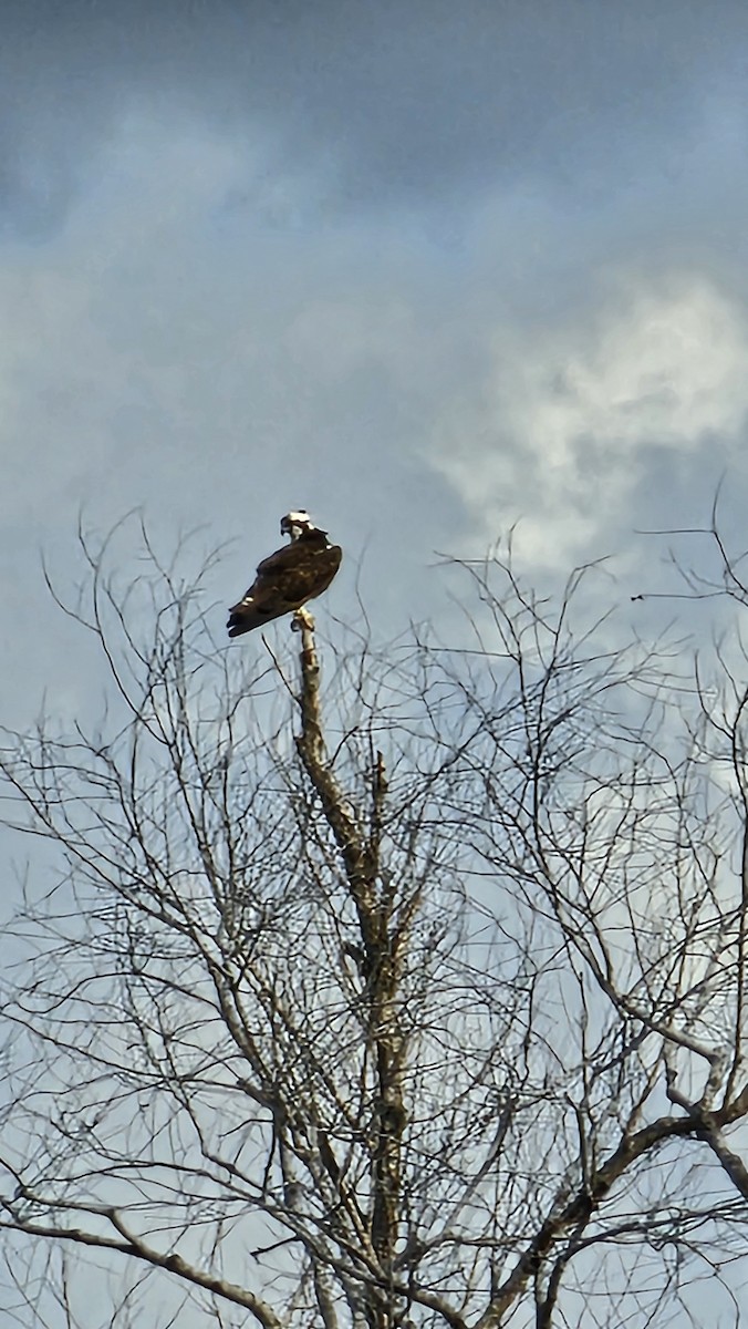 Osprey - ML647510372