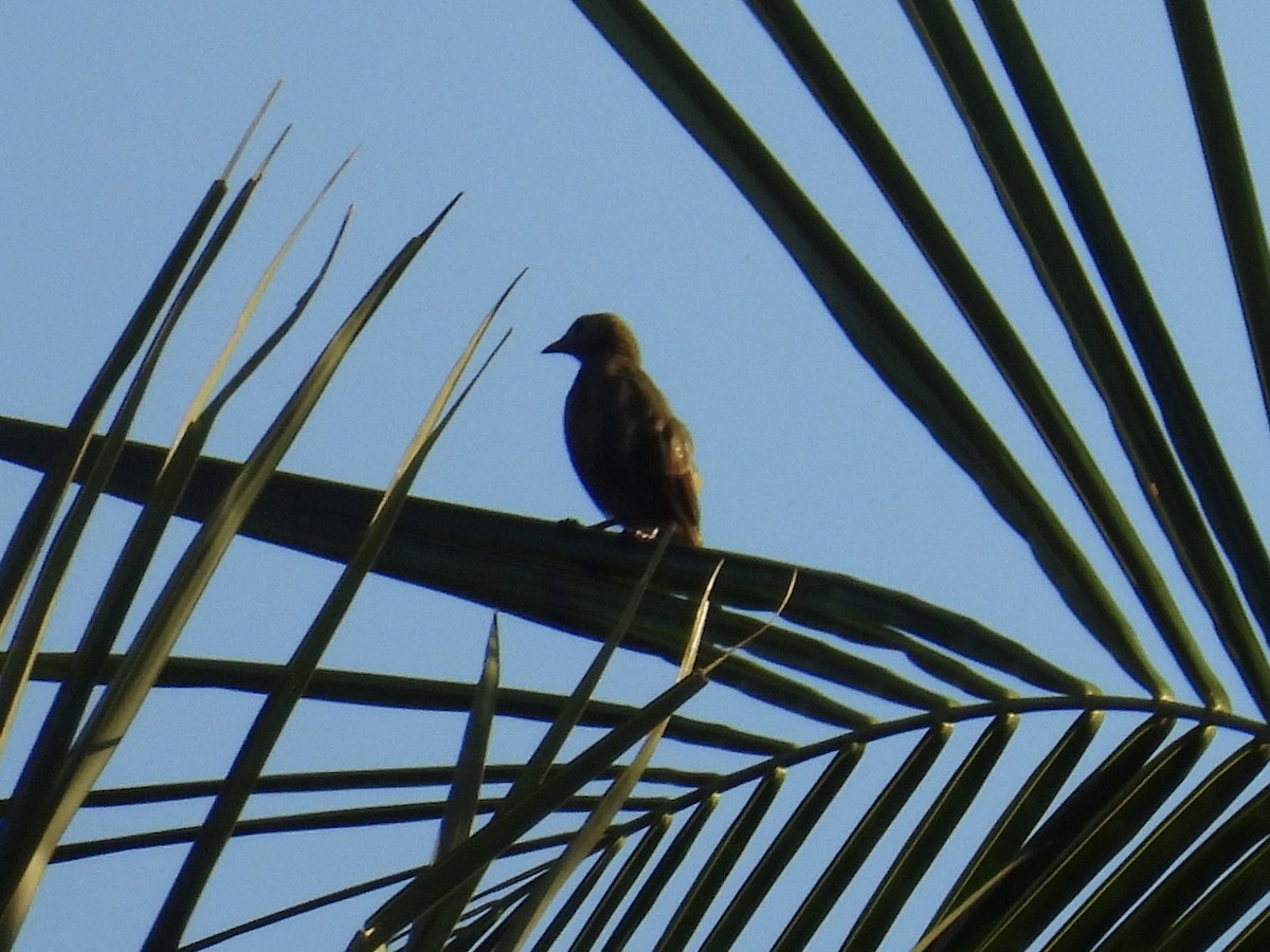 Palm Tanager - ML647510373