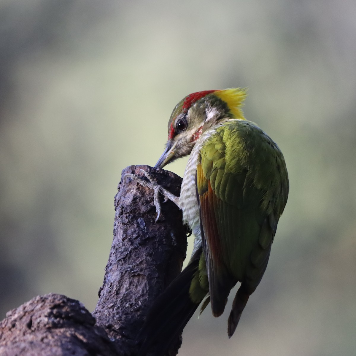 Lesser Yellownape - ML647510376