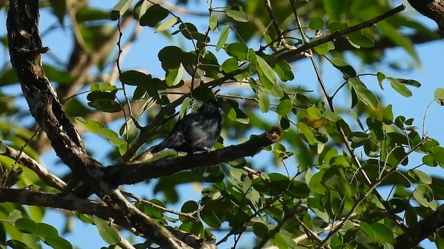 Якарина - ML647510380